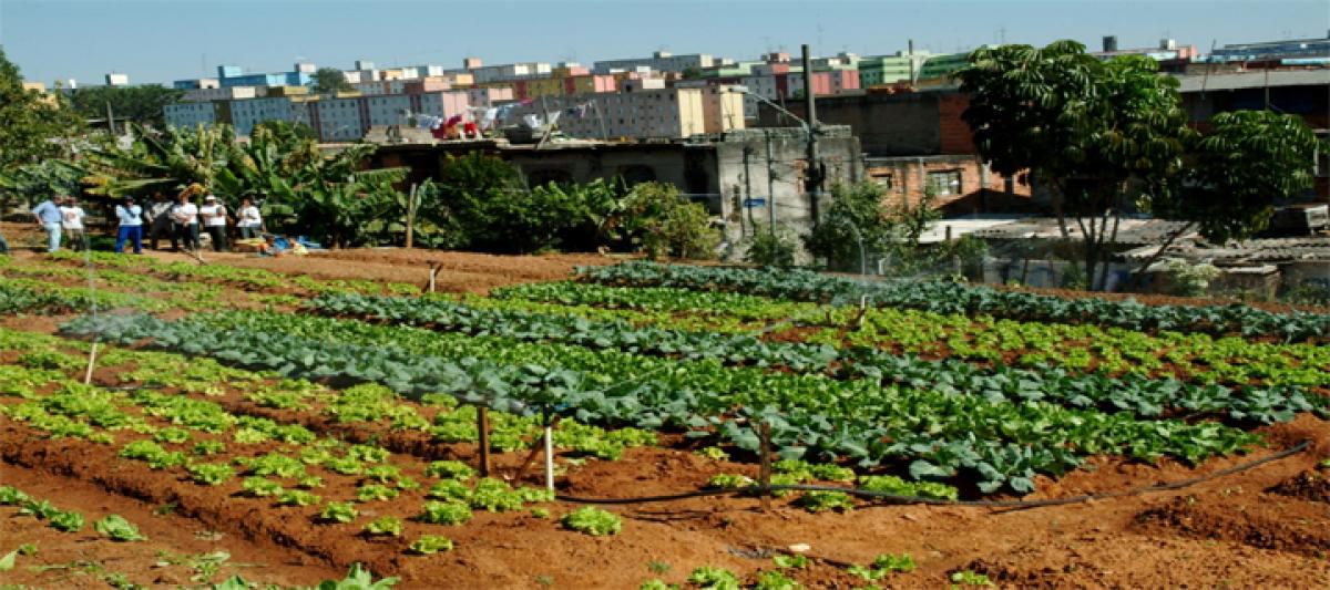 Time for Urban agriculture- cultivating soils in the city